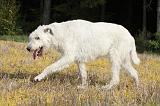 IRISH WOLFHOUND 084